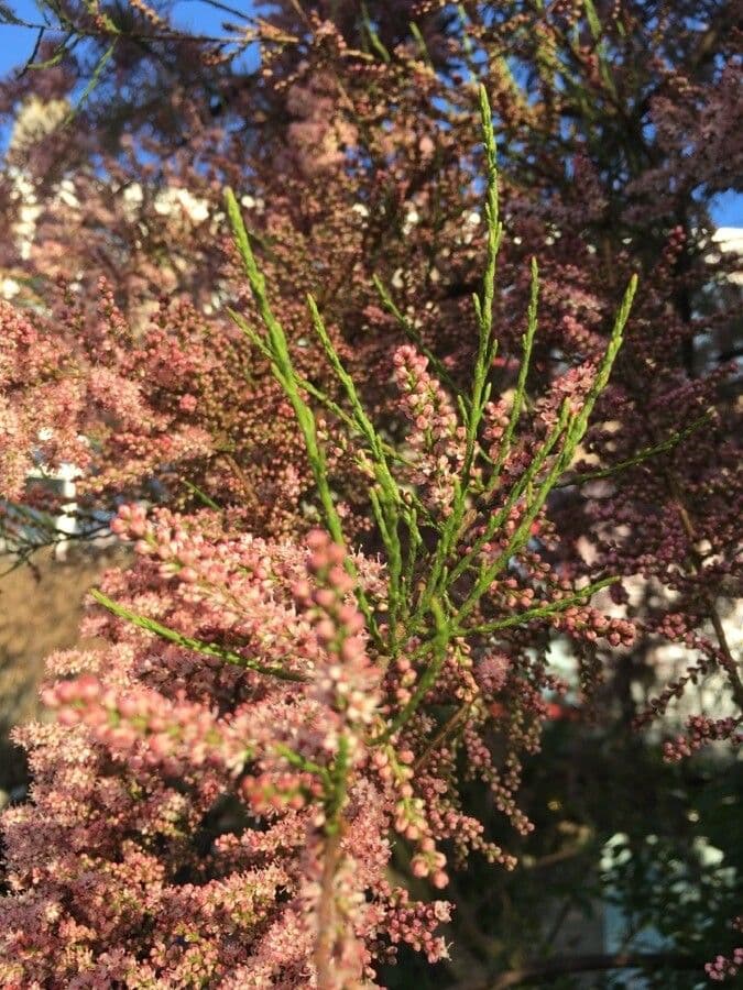 Vierstäbchen-Tamariske 21