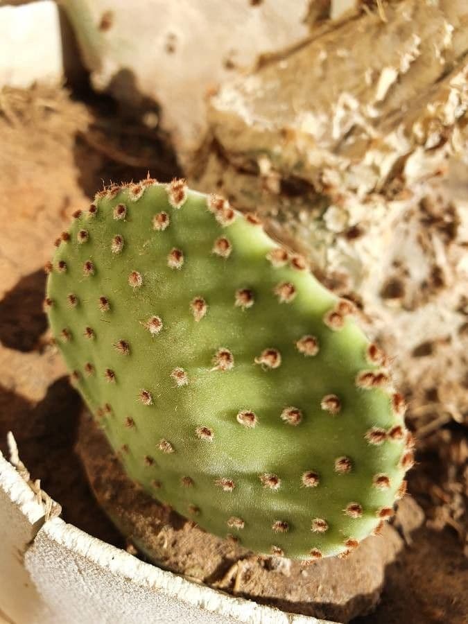 Opuntia basilaris 19