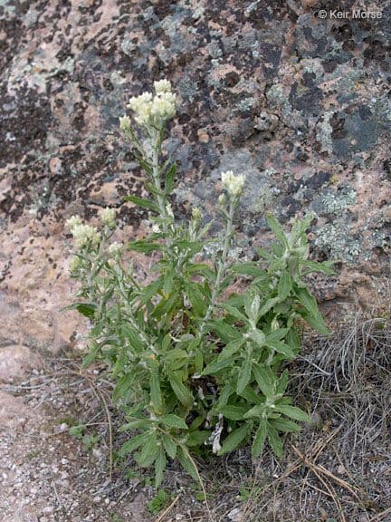 Pseudognaphalium dvubarvé 9
