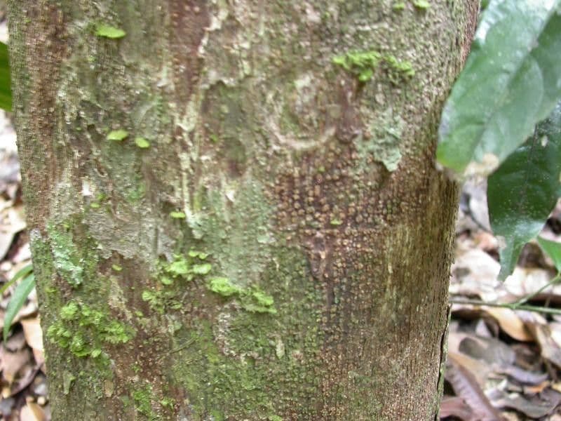 Eschweilera micrantha 11