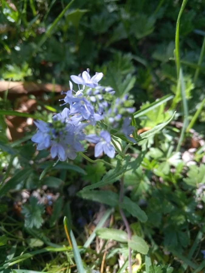 Veronica austriaca 27
