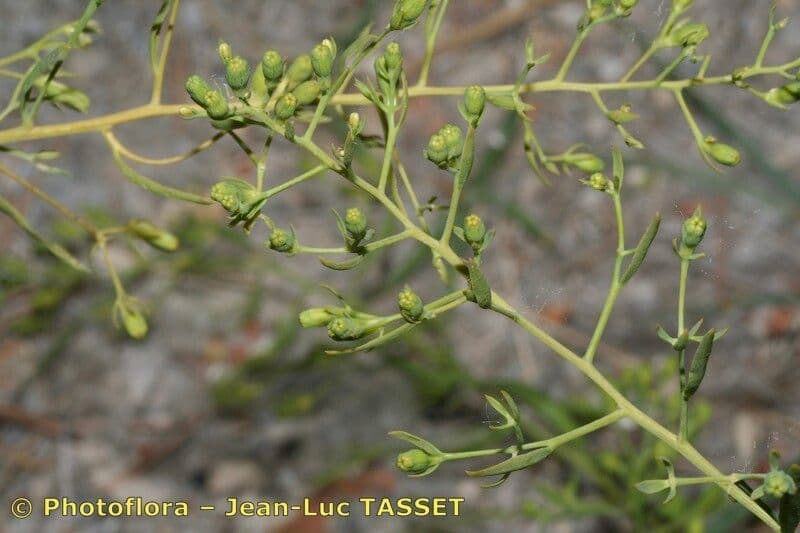 Thesium linofilo 12