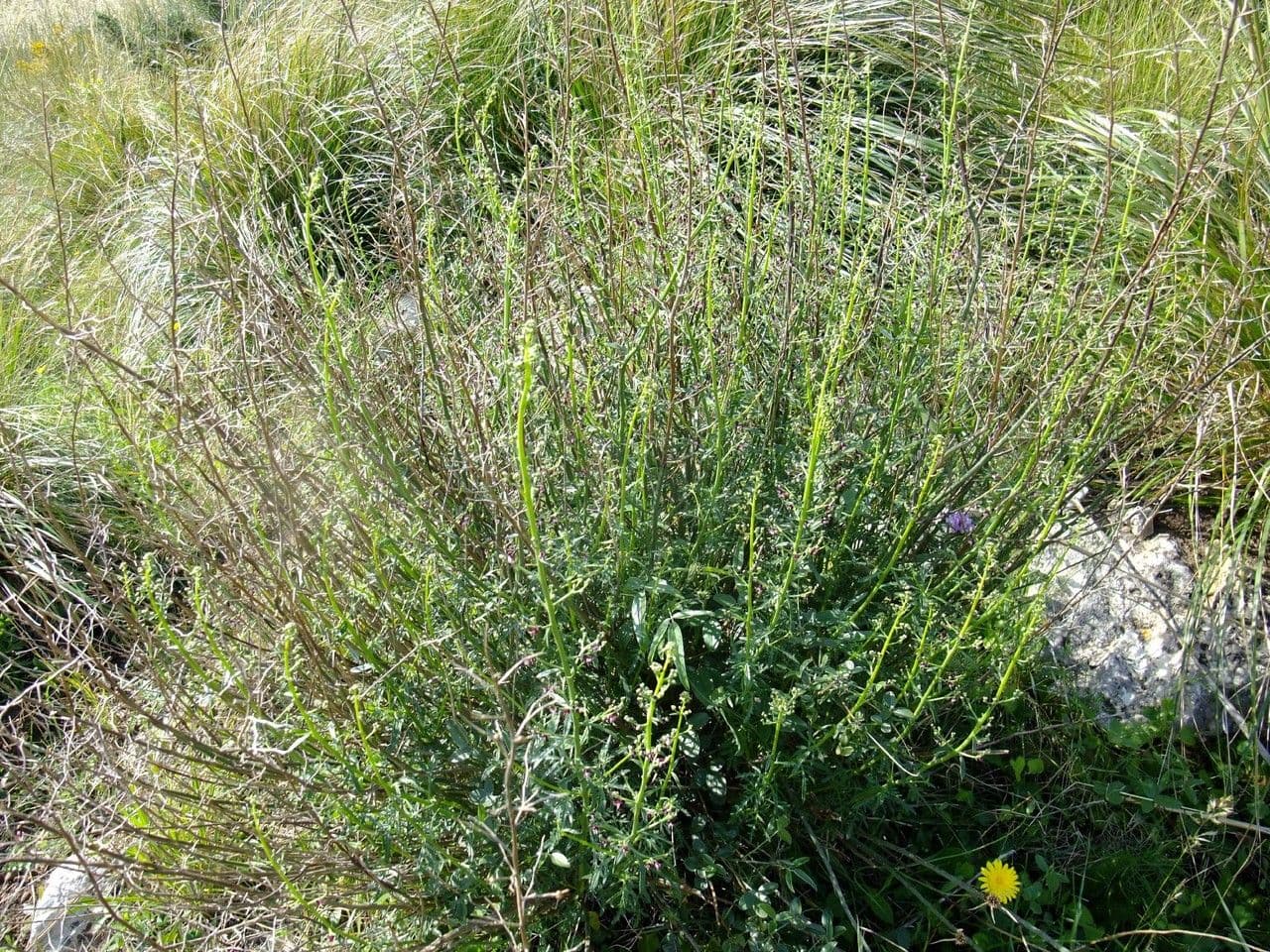 Scrofularia lucida 7