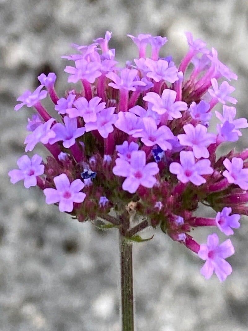 Verbena di Buenos Aires 26