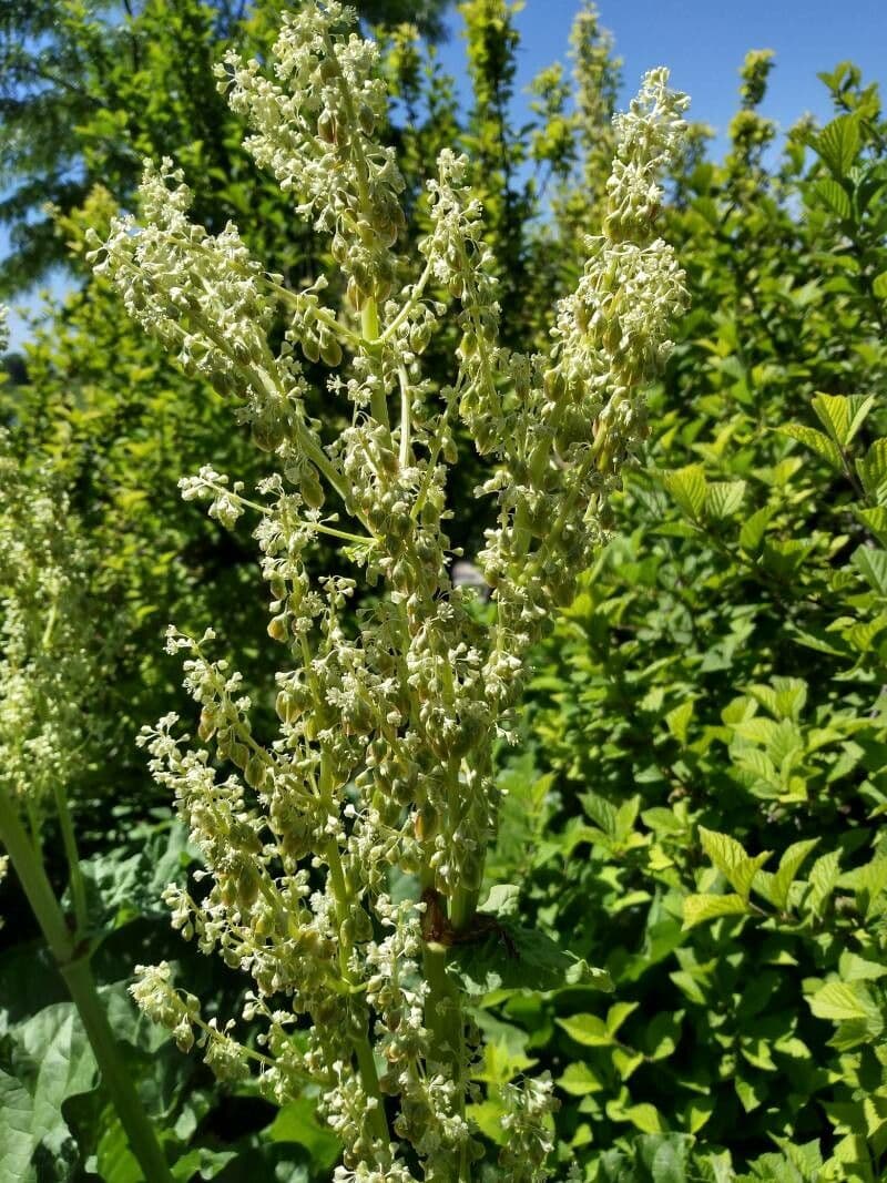Rabarbaro da giardino 9