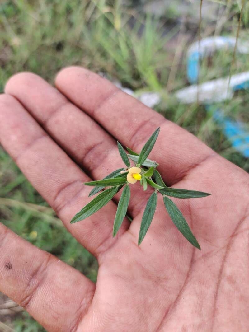 Stylosanthes 3