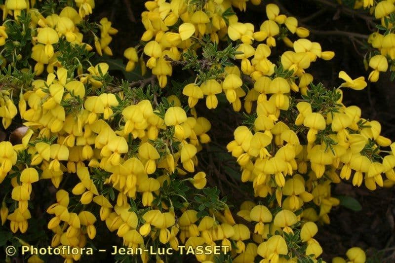Ginestra 6