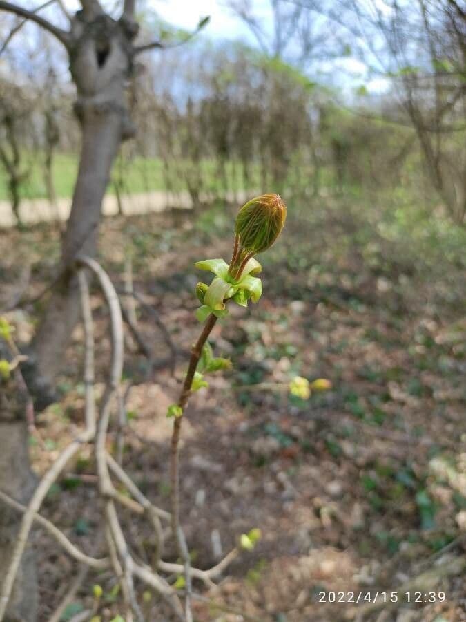 Dirca palustre 5