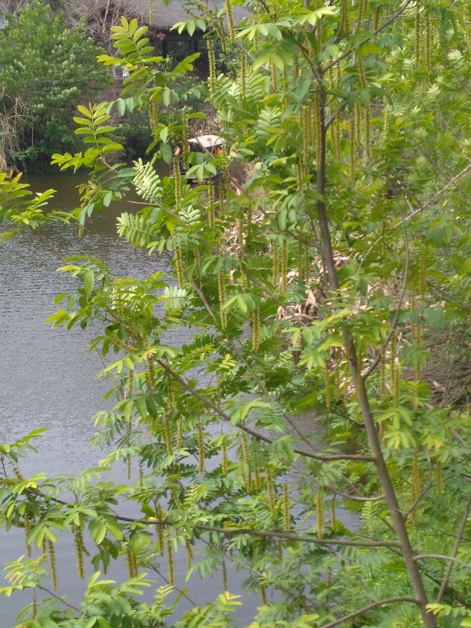 Pterokarya 13