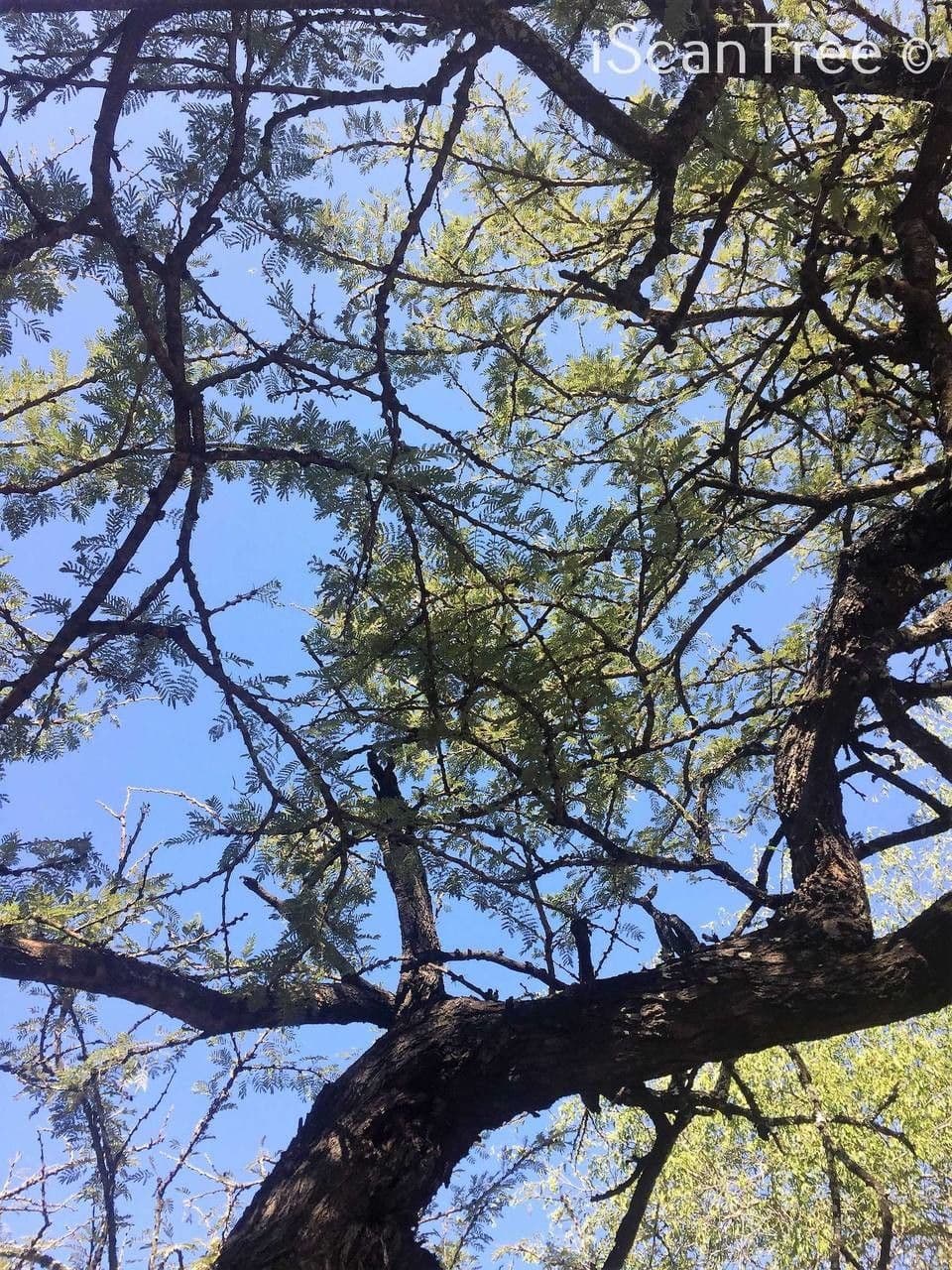 Vachellia gerrardii 4