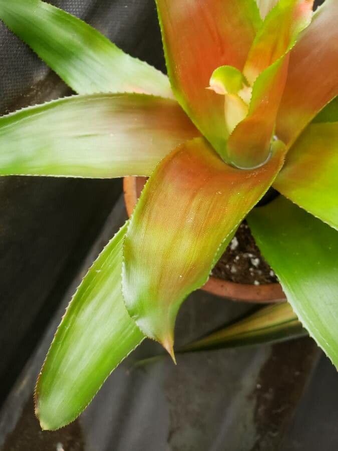 Neoregelia princeps 3