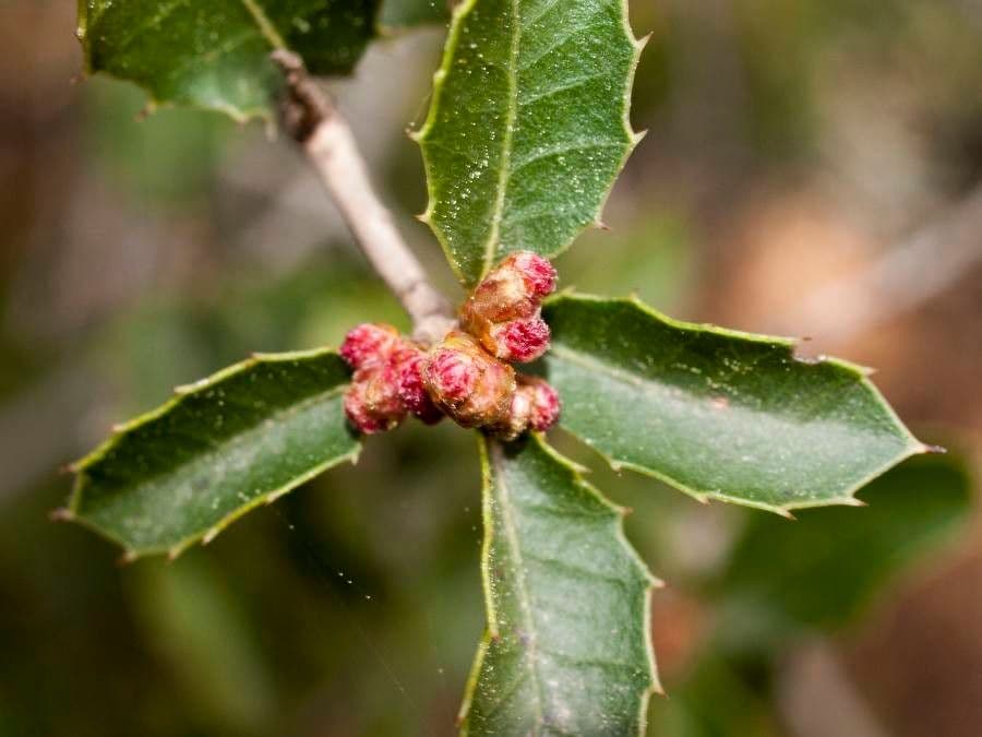 Berberitzenblättrige Eiche 6
