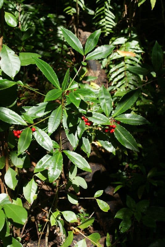 Ardisia crenata 13