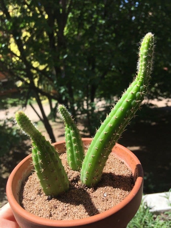 Cleistocactus 11