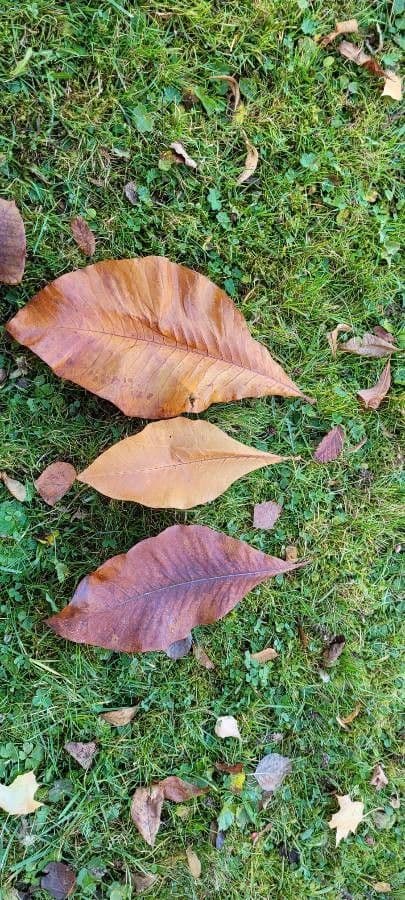 Magnolia à grandes feuilles 20