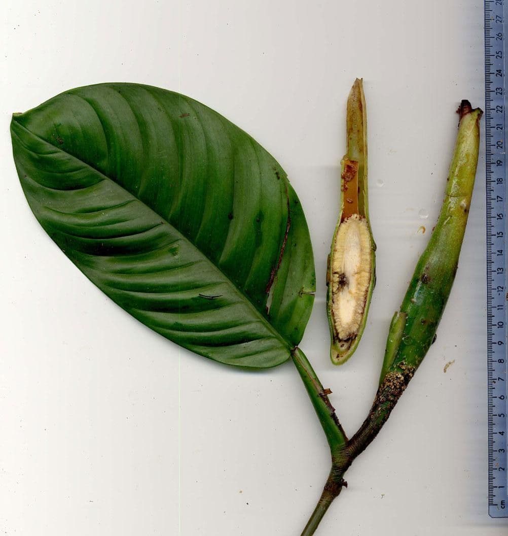 Philodendron 11