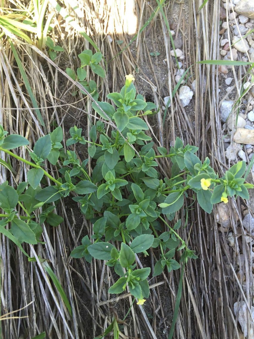 Mecardonia procumbens 10