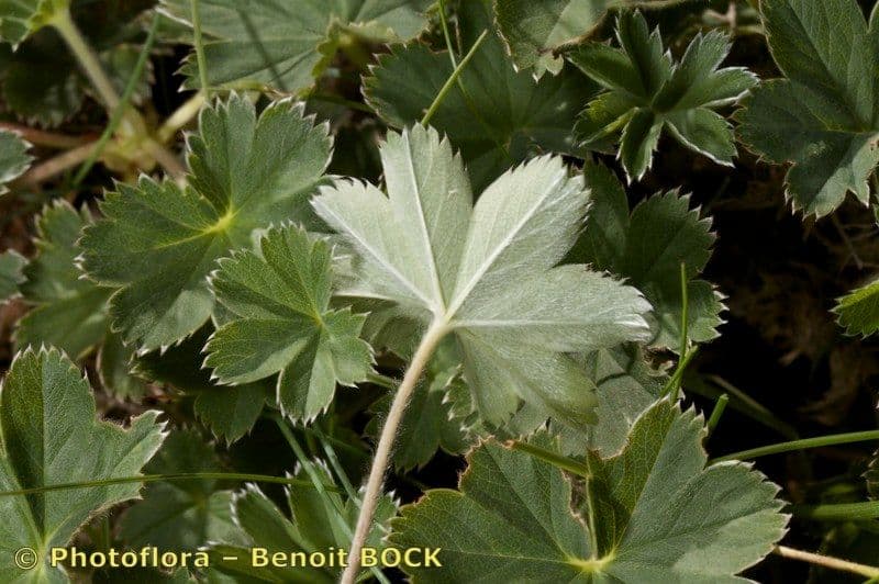 Alchemilla 13