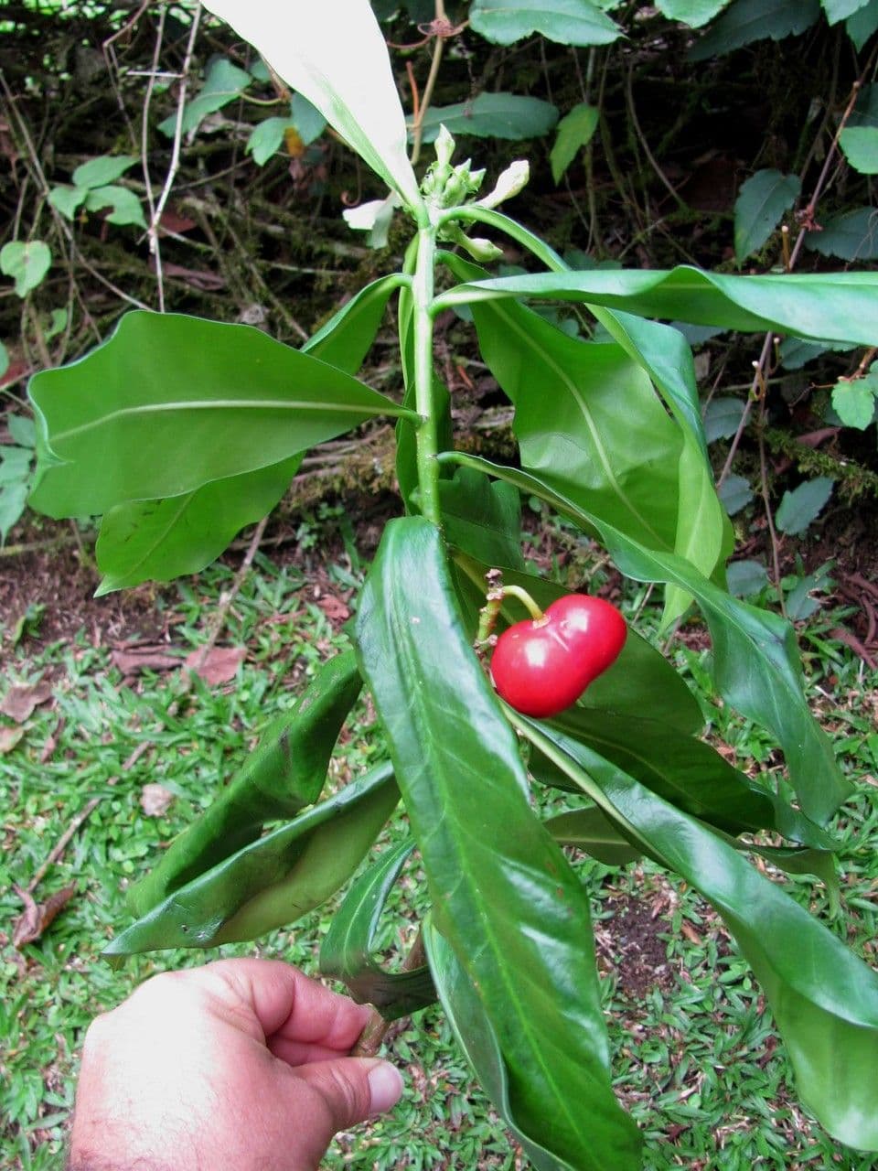 Cascabela gaumeri 17