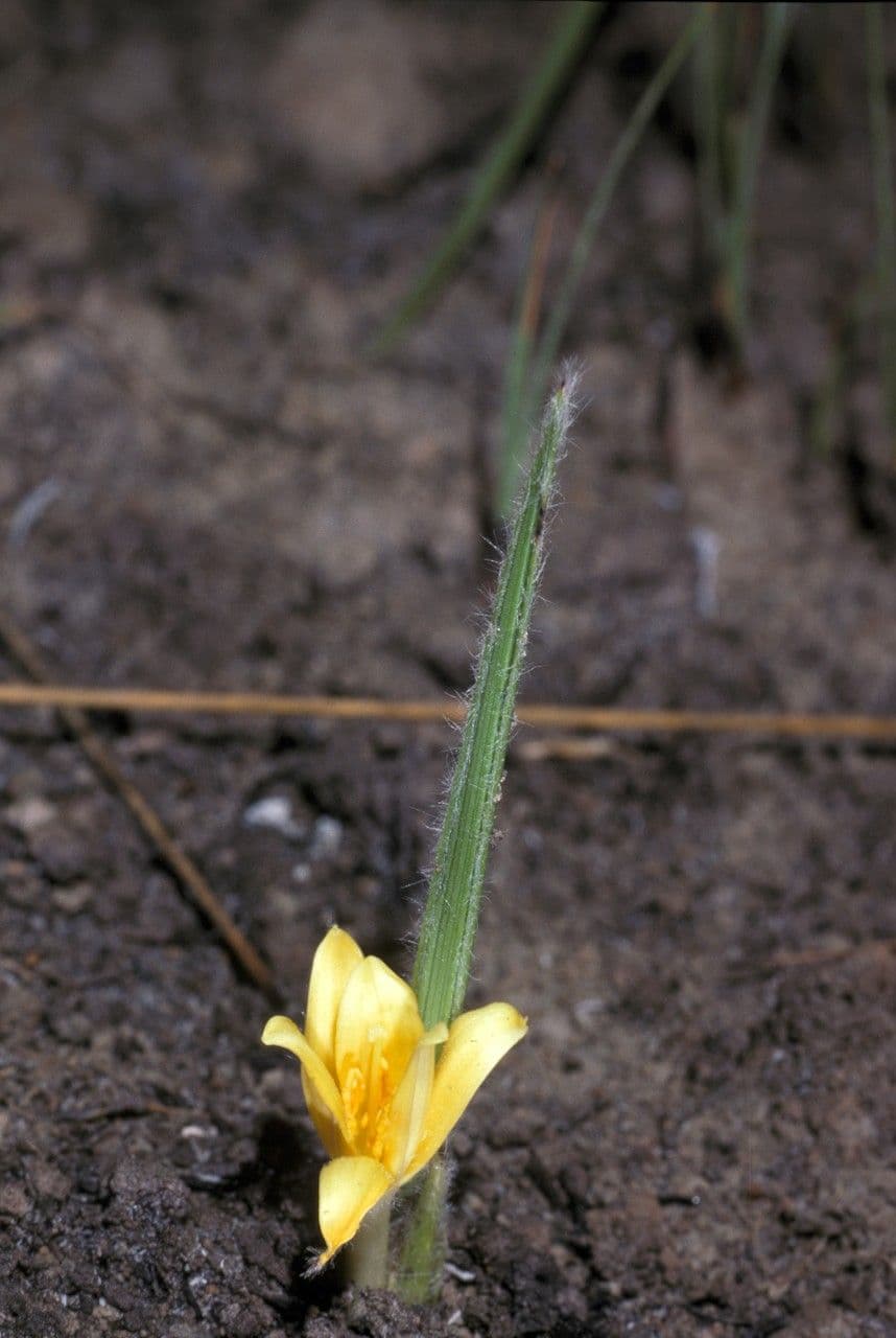 Curculigo pilosa 3