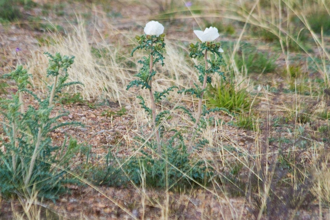 Stacheldistel 10