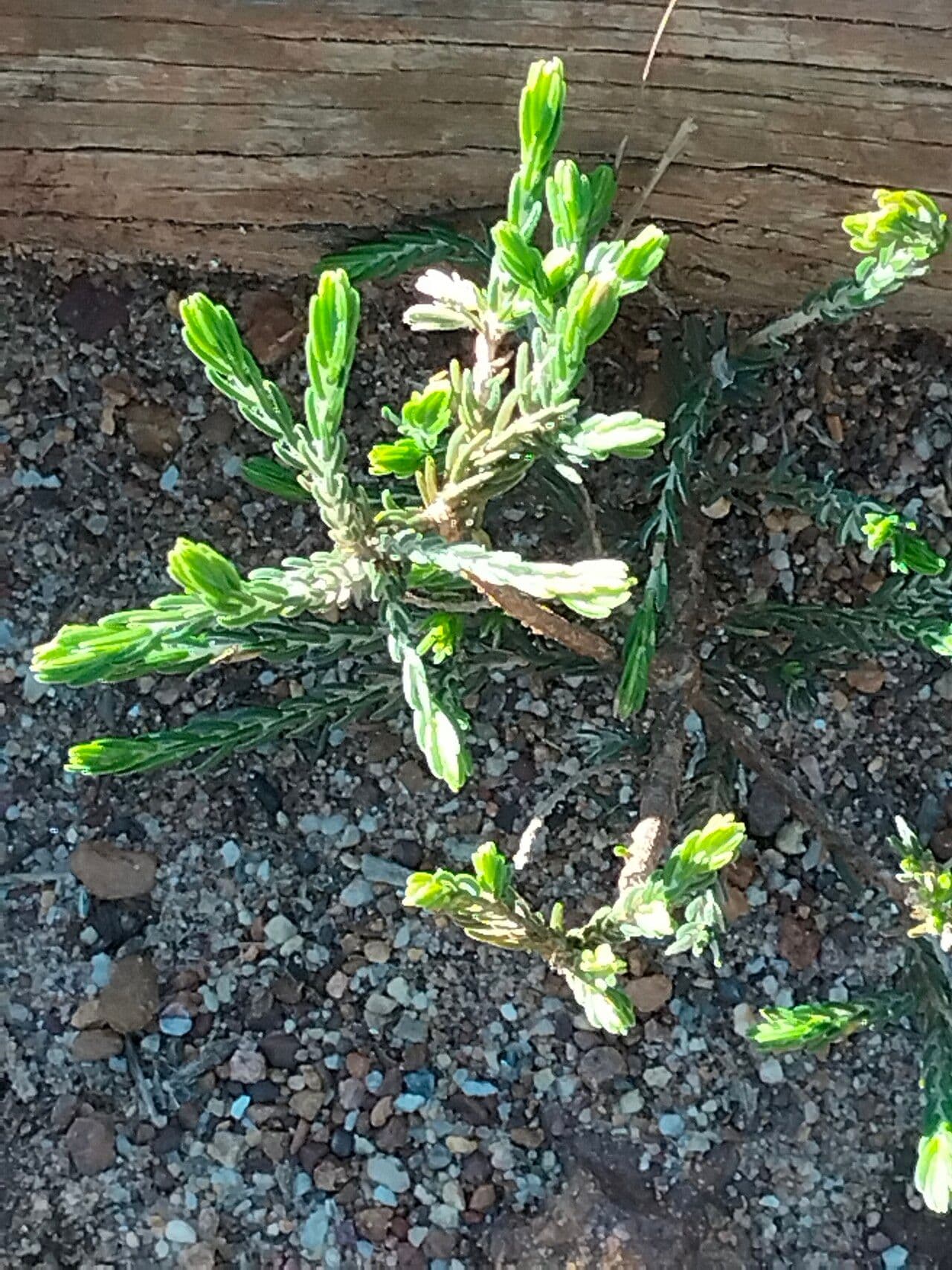 Passerina corimbosa 2