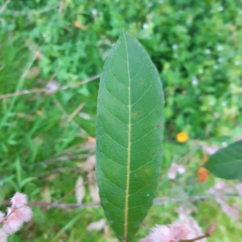 Elaeocarpus reticulatus 16