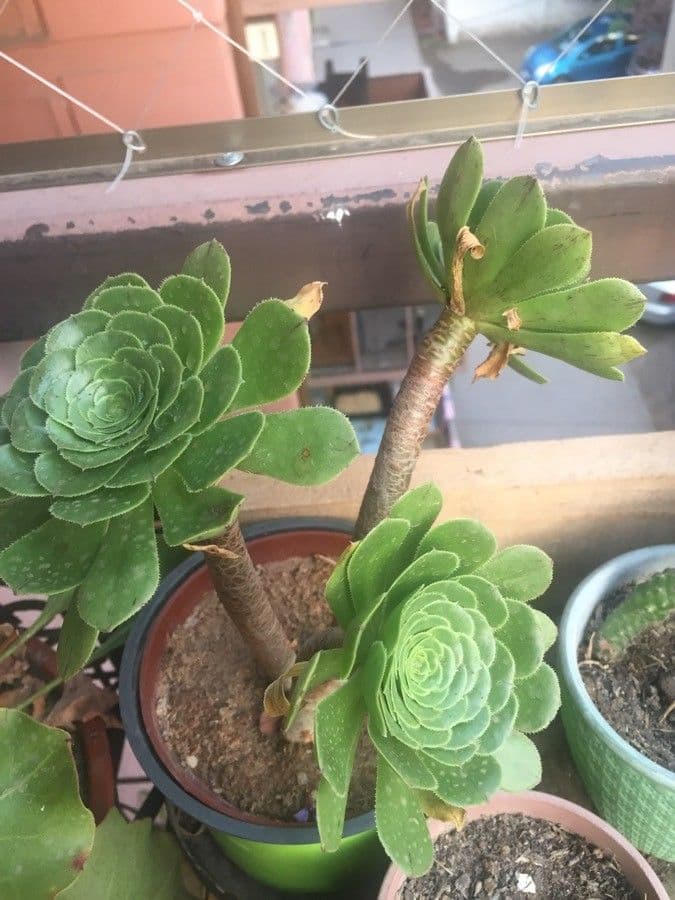Aeonium 23