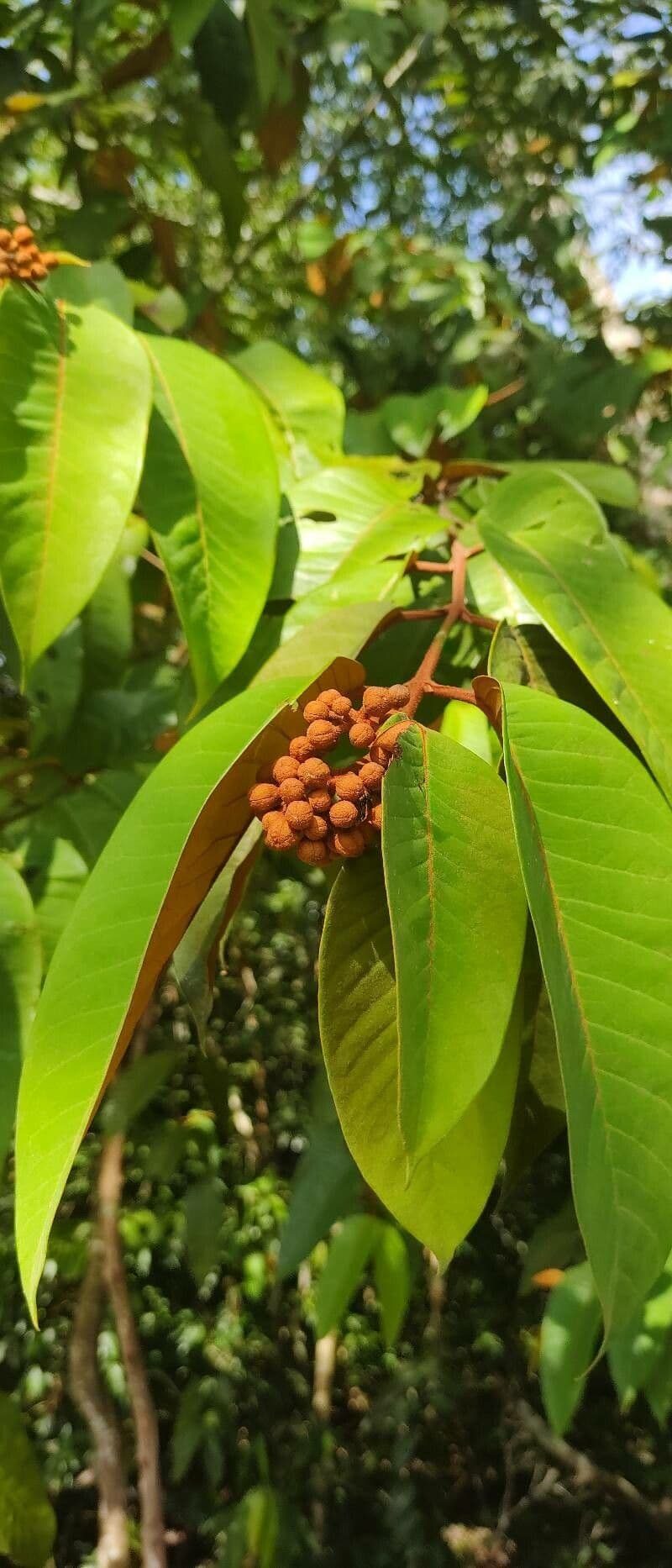 Vismia baccifera 5