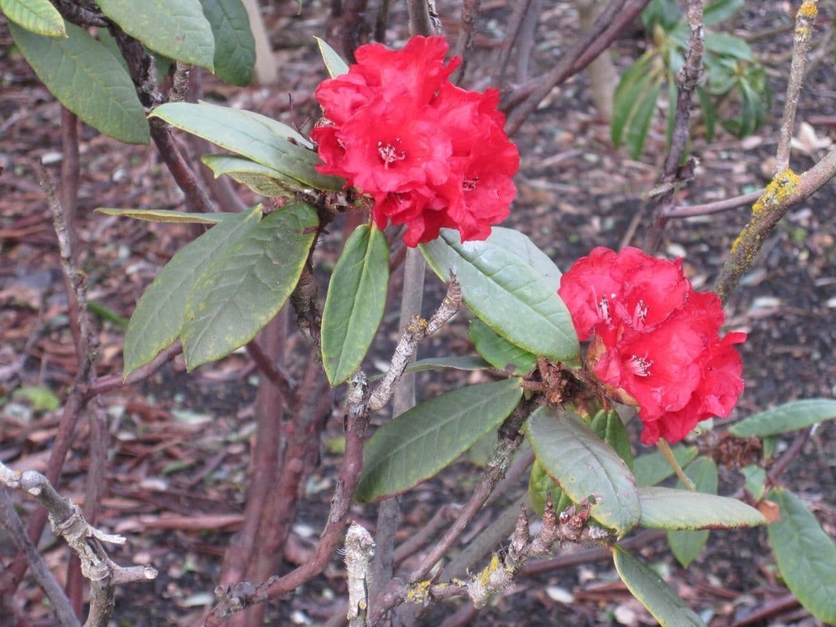 Rododendro 5