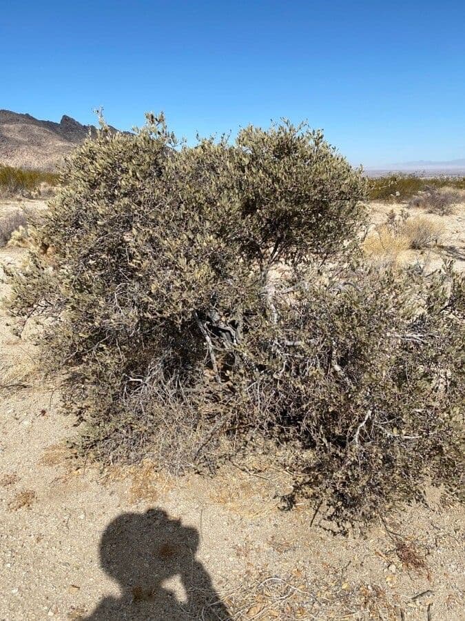 Jojoba 12