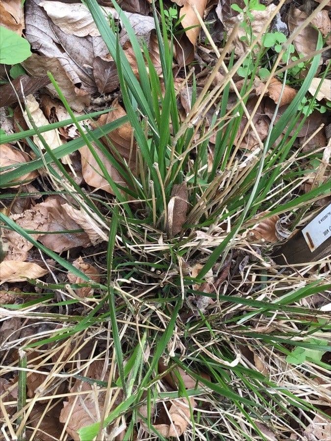 Festuca gigante 9