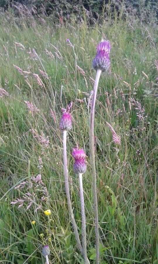Knollen-Distel 10