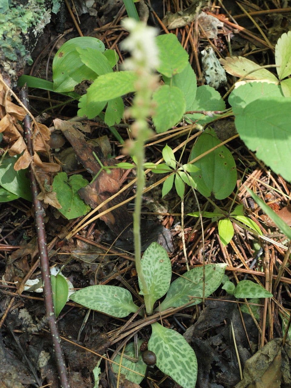 Goodyera tesselata 8