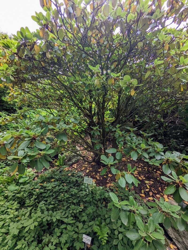 Rododendron Bureava 10