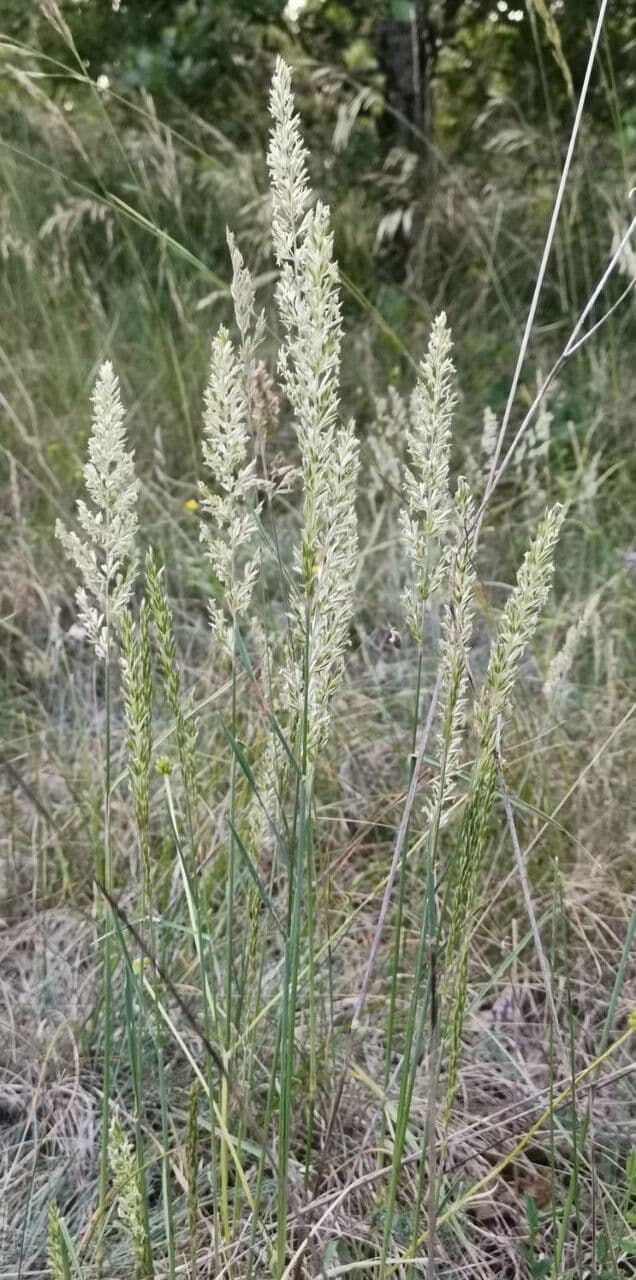 Koeleria glauca 7