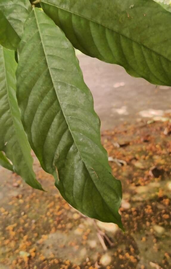 Saraca indica 17