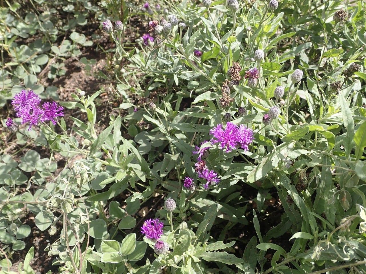 Gutenbergia 14