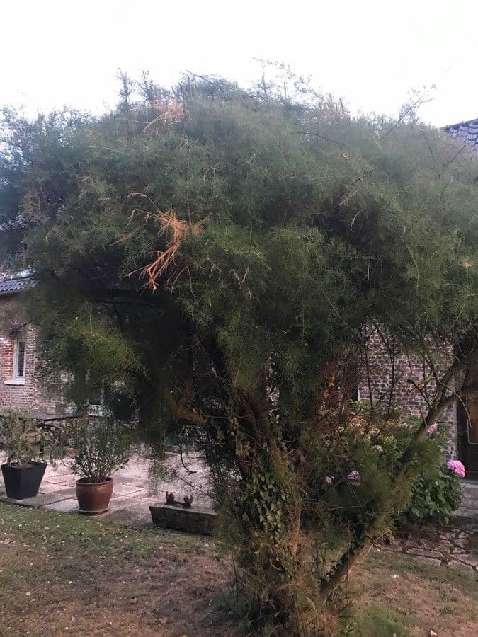 Tamerice cinese 15