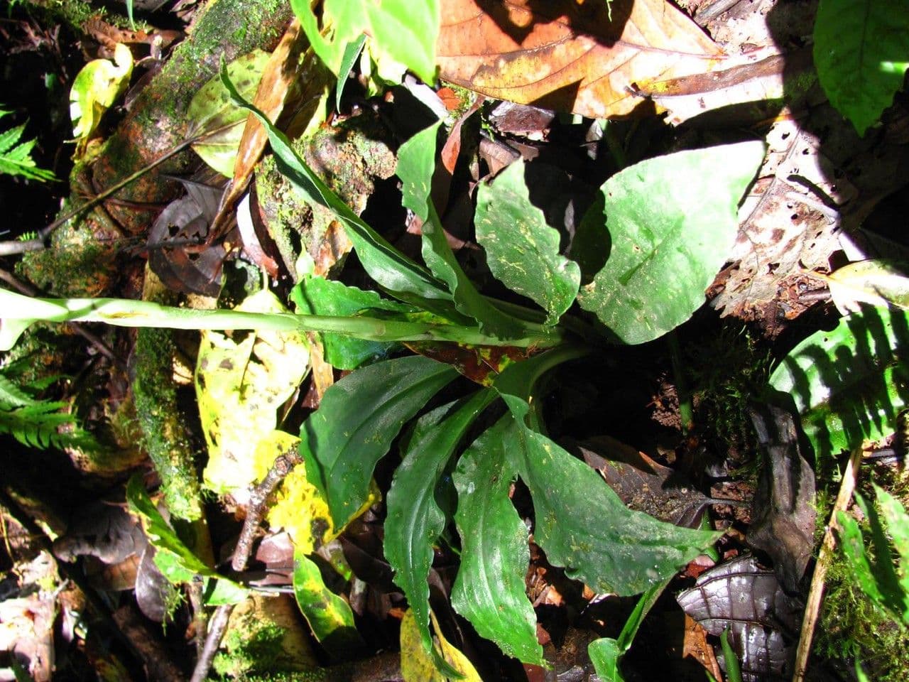 Sarcoglottis 2