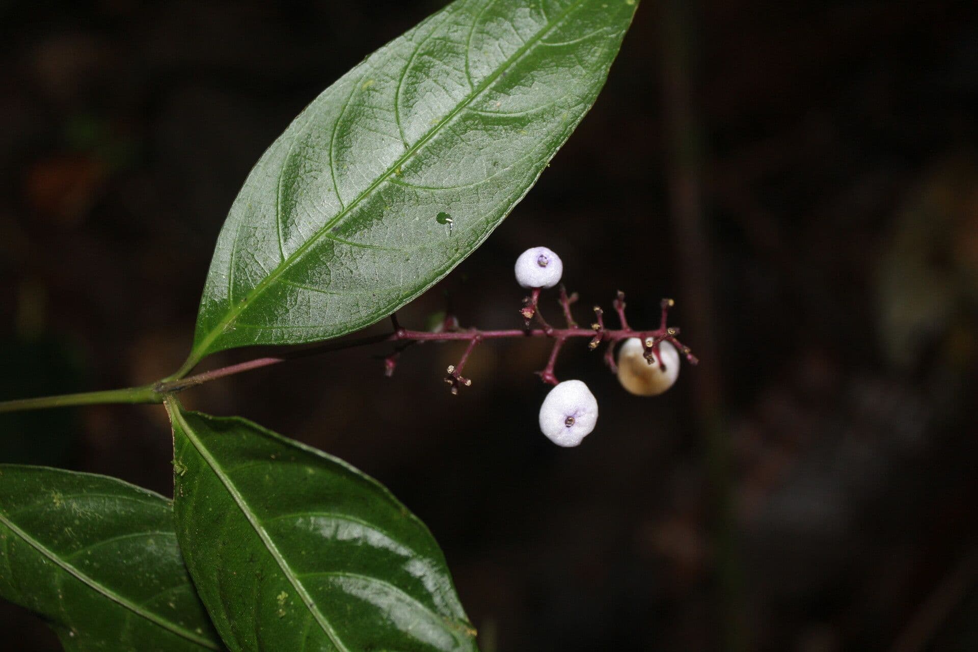 Palicourea deflexa 8