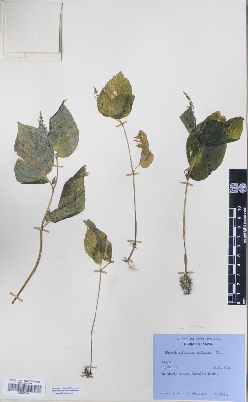 Rhynchoglossum 10