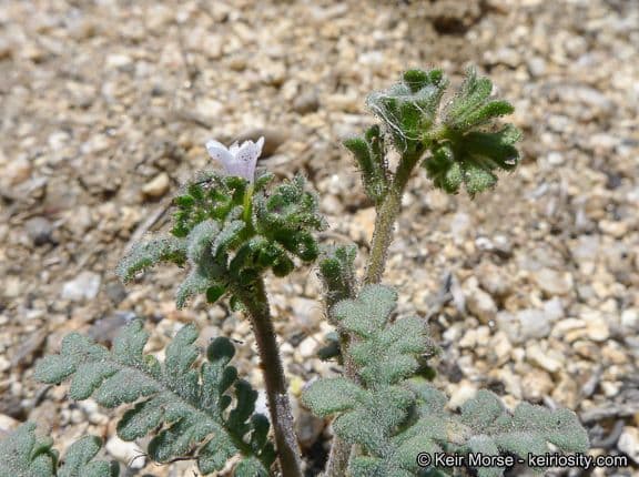 Phacelia affinis 4