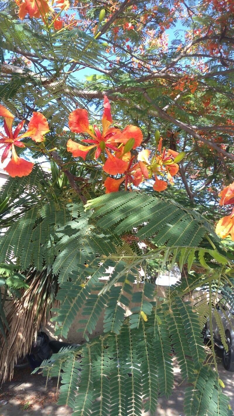 Flamboyant 27