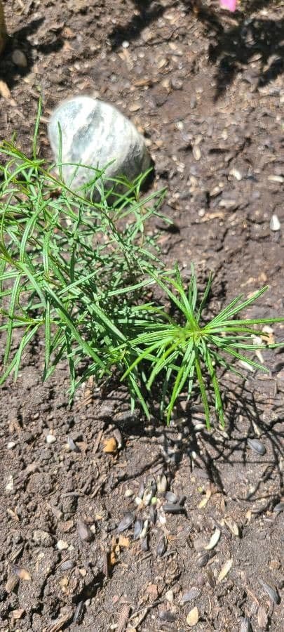 Asclepias verticillata 16