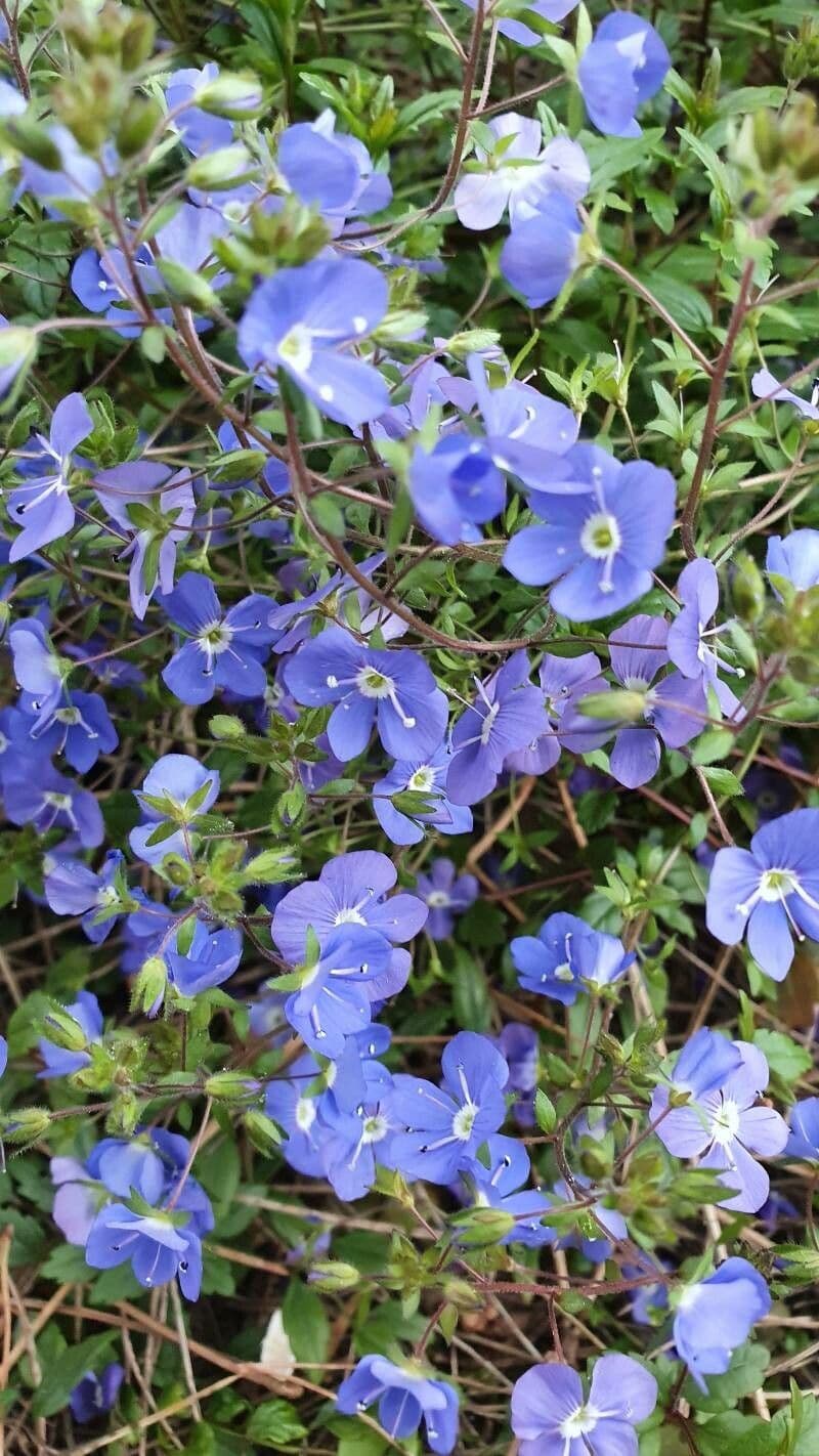 Veronica filiforme 6