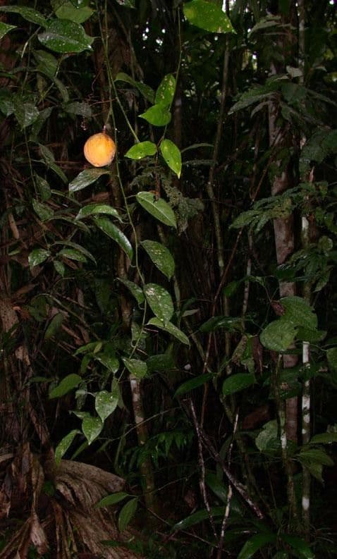 Passiflora ambigua 11