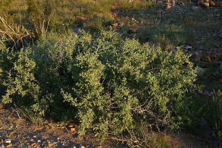 Licium pallido 8