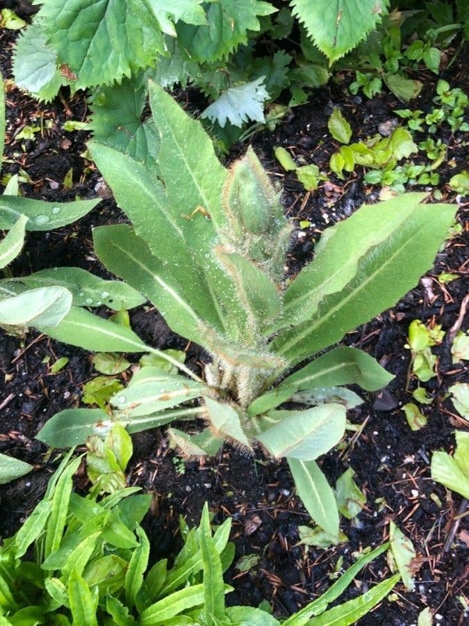 Papavero asiatico 7