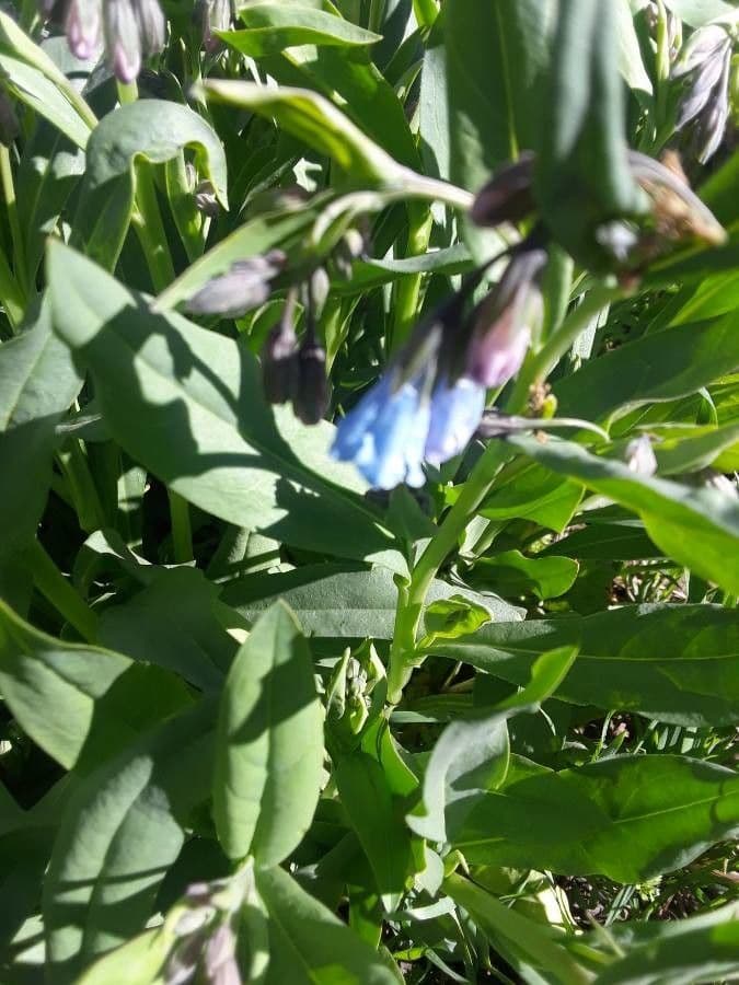 Mertensia ciliata 15